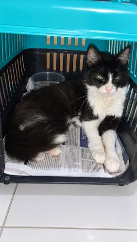 adoção de gatinha