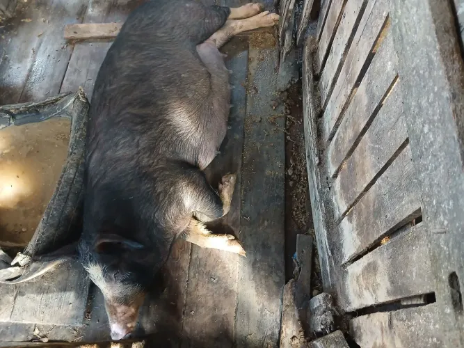 Vendo porca bochada