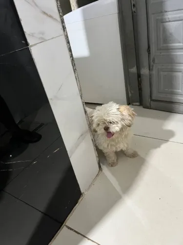 Cachorro shituz