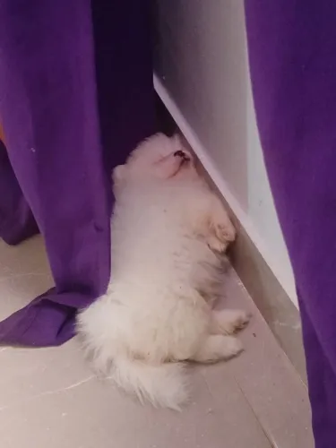 Lulu da Pomerânia Filhote - R$ 4.500