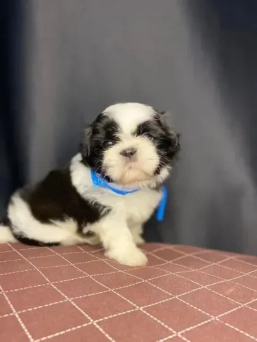 Shih Tzu O parceiro perfeito para sua família