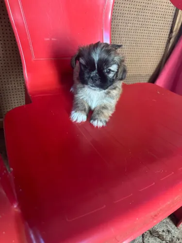 Shih tuz