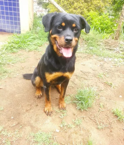 Rottweiler fêmea ADOÇÃO RESPONSÁVEL 