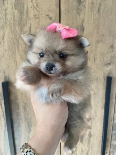 Lulu linda vacinada