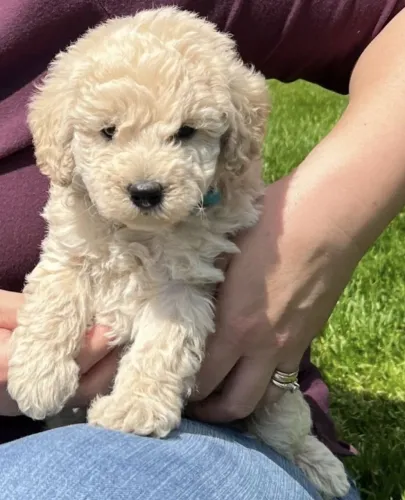 Poodle - Muito amor e fofura em pequenos filhotes