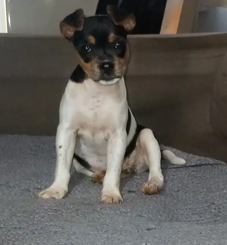 ? FILHOTE FOX PAULISTINHA - Fêmea ?