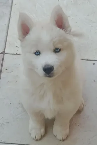 Filhote de Husky Siberiano cor Isabela 