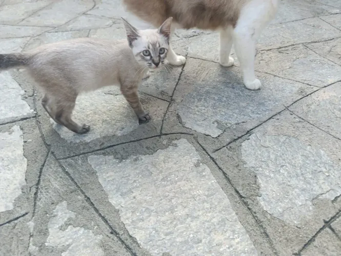 Linda gata