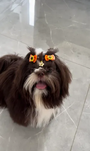 ShihTzu fêmea disponível