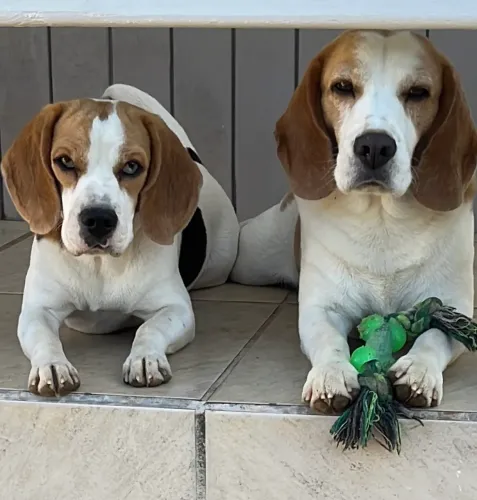 Filhotes de beagle 