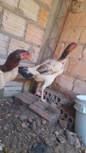 Galinhas carioca 