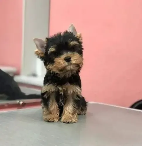 Doação de um cachorro Yorkshire