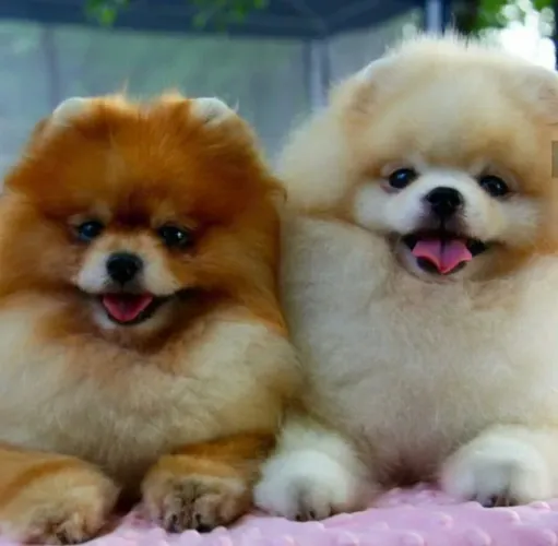 Spitz Alemão / Lulu da Pomerania Os Passinhos mais Acolhedores do Mundo