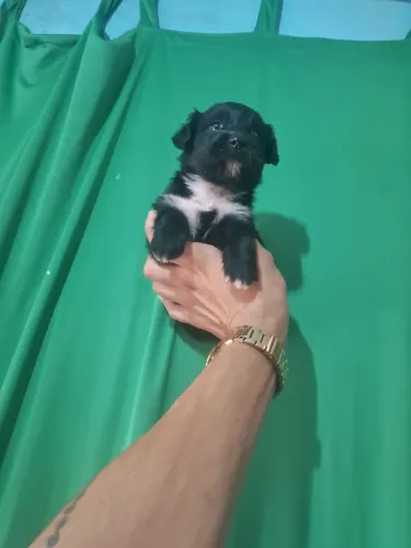 Shih tzu com Yorkshire 