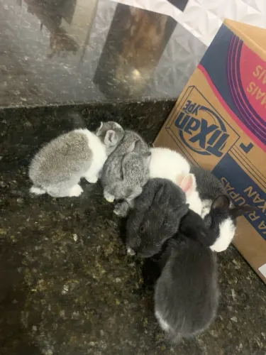Vende se coelho