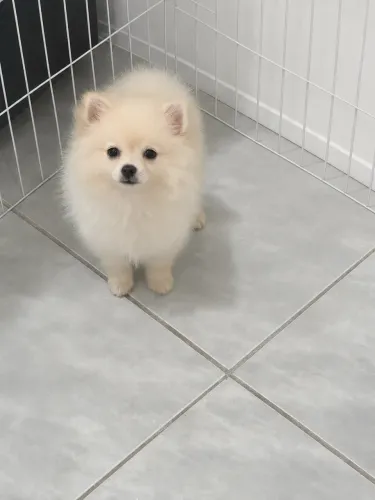 Spitz alemão branco macho 