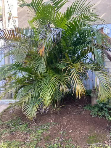 Doa-se palmeira Areca Bambu