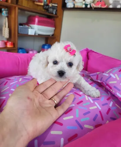Poodles machos e fêmea a disponíveis para reservas