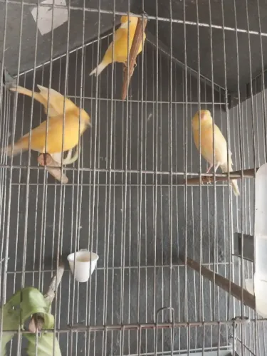 Canárinhos