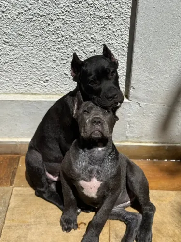 Filhote de Cane Corso