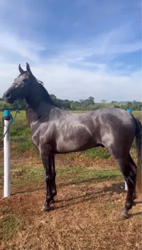 Cavalo mangalarga
