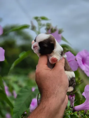 Shih Tzu de alta qualidade disponíveis!