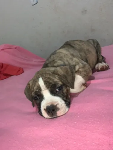 Vendo filhotes de Pitbull American bully $500