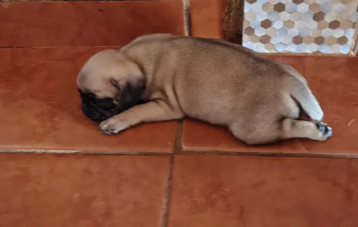 Filhote de Pug fêmea