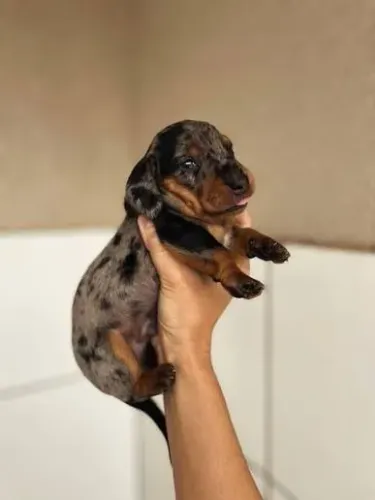 Dachshund: Já Vacinado | Um Companheiro para Muitos Anos