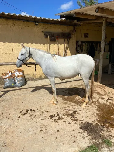 Potra Mangalarga Marchador registrada
