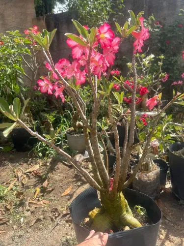 Rosa do deserto