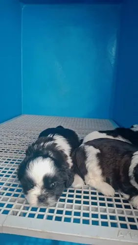 Filhotes Shih-tzu