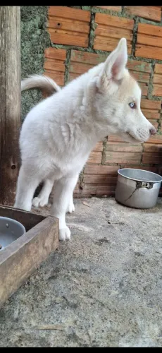 Filhotes de husky siberiano 