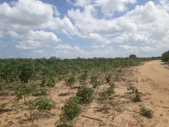 Fazenda com 150 hectares na região de Macaíba