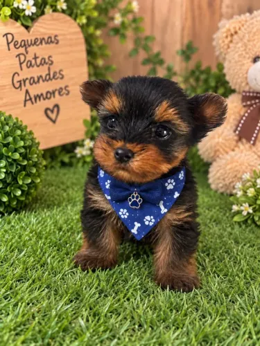 Perfeito filhote de Yorkshire micro macho