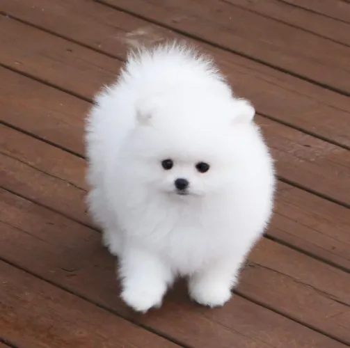 Spitz alemão Esse cachorro tem muito amor guardado pra você
