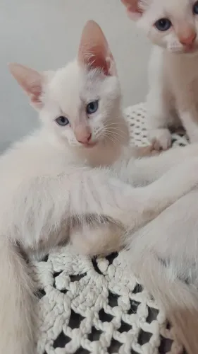 Gatinho macho com 52 dias , não é totalmente branco,não entrego.