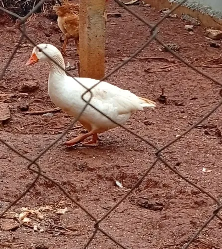 Ganso