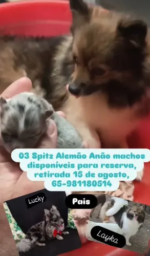 Filhotes MACHOS de Spitz Alemão Anão