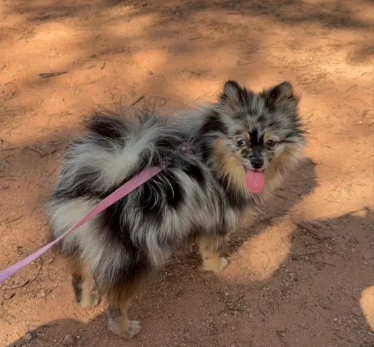 Lulu anão spitz alemão 