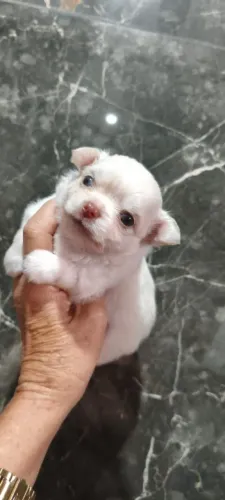 Chihuahua pelo longo