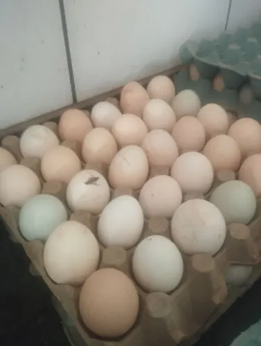 Ovos galados índio gigante com galinha caipira vivem soltas e do tratados no milho