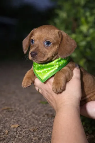 Incrível filhote lindo de Daschound macho chocolate! Olhos verdes 
