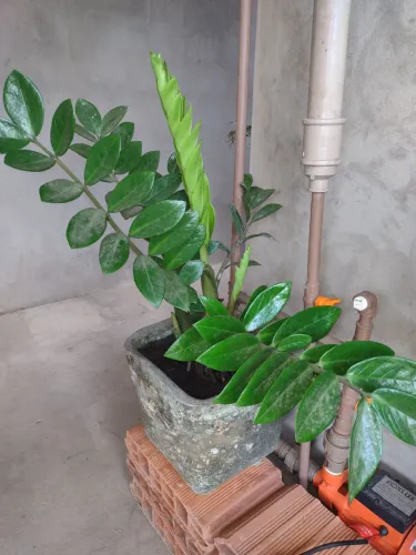 Vaso Zameocuca planta