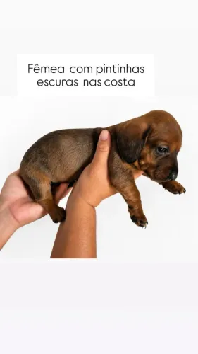 Filhotes Dachshund ( salsichinha) miniatura. 