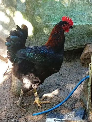 Frango mistiço muito bonito e grande