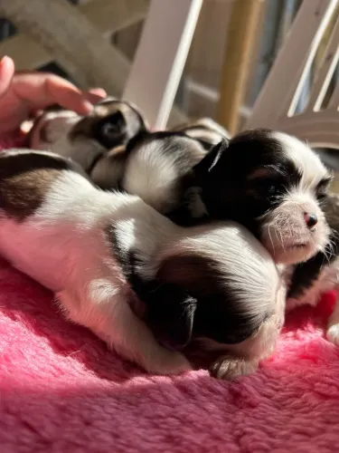 Filhotes shihtzu