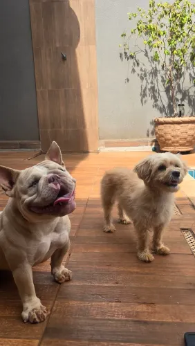 Vendo linda fêmea Exotic Bully com 2 aninhos!