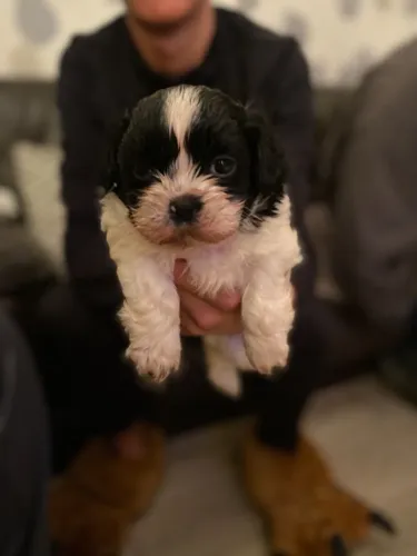 Shih Tzu premium e dócil