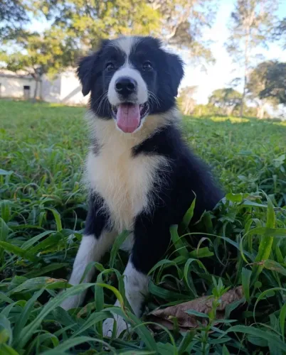 Border Collie